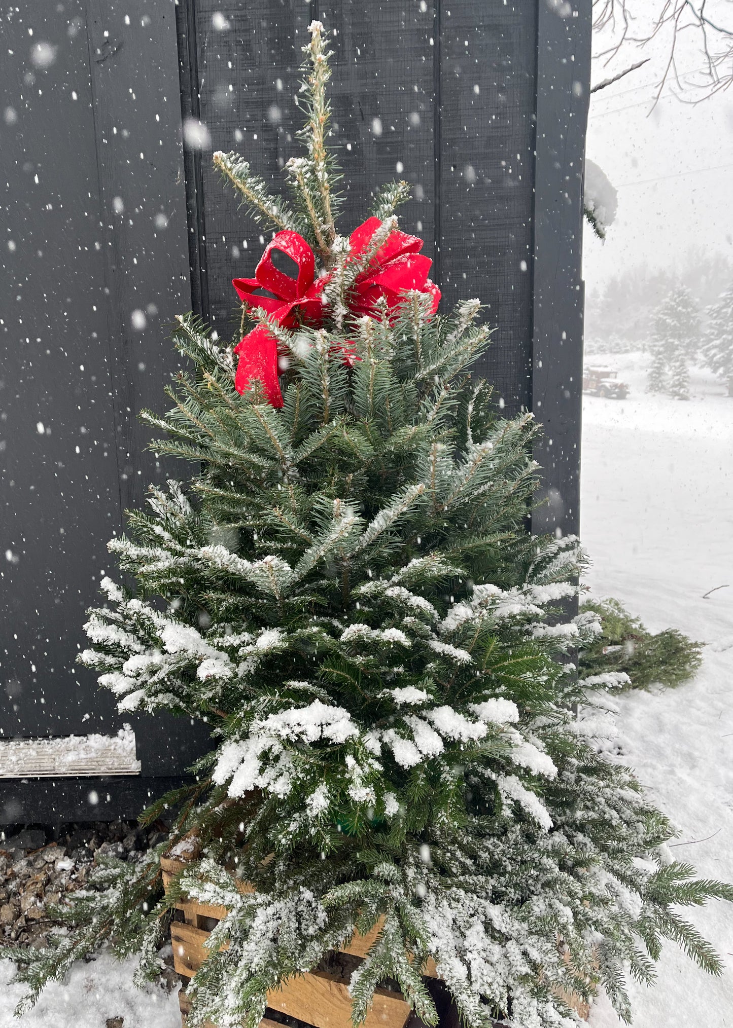 3’-4’ Table Top Fir Tree