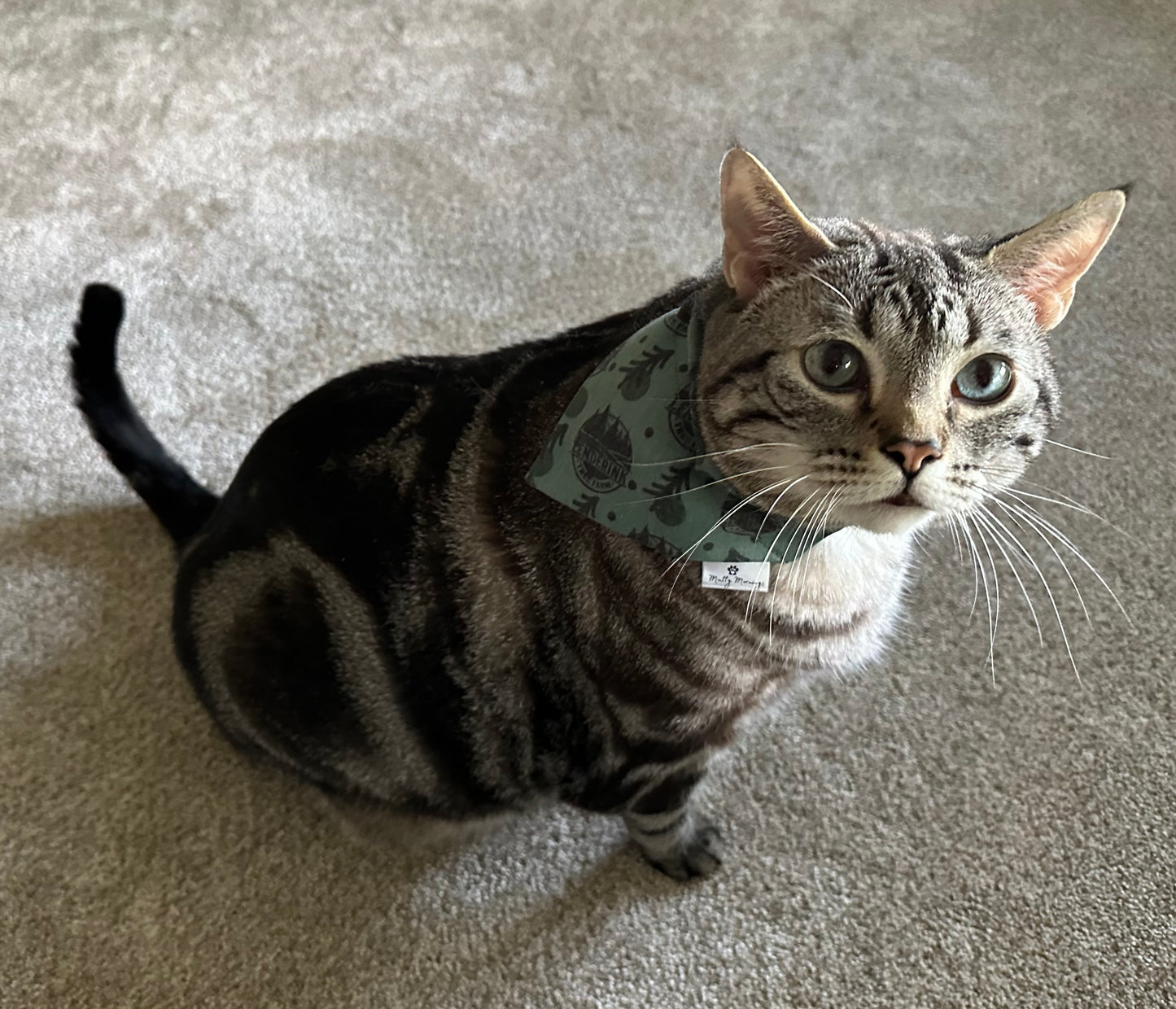 Pet Bandanas