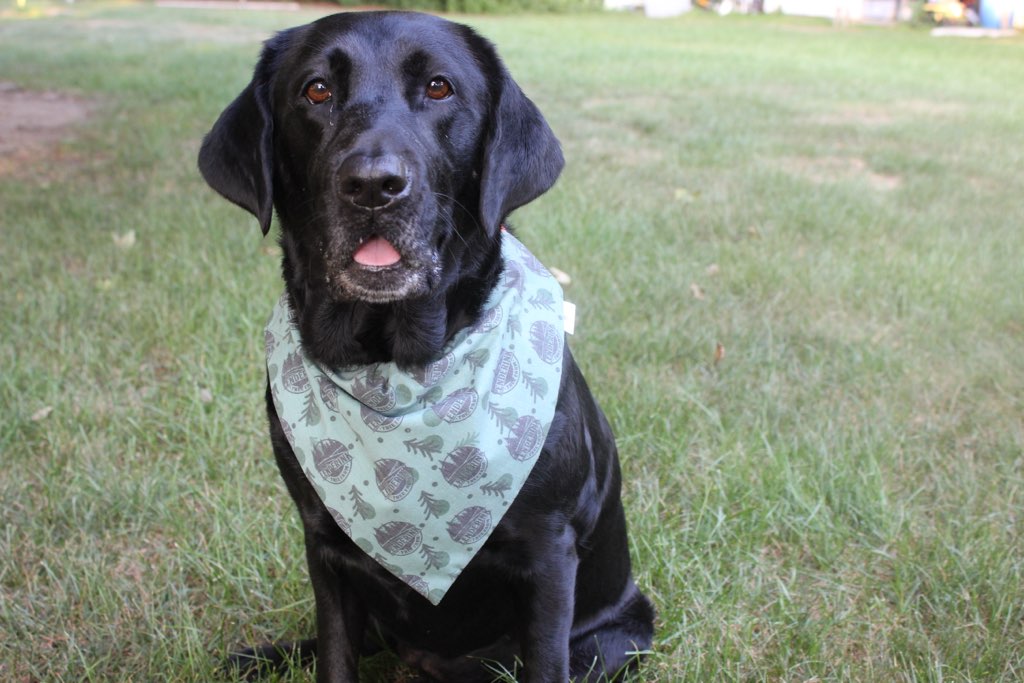 Pet Bandanas