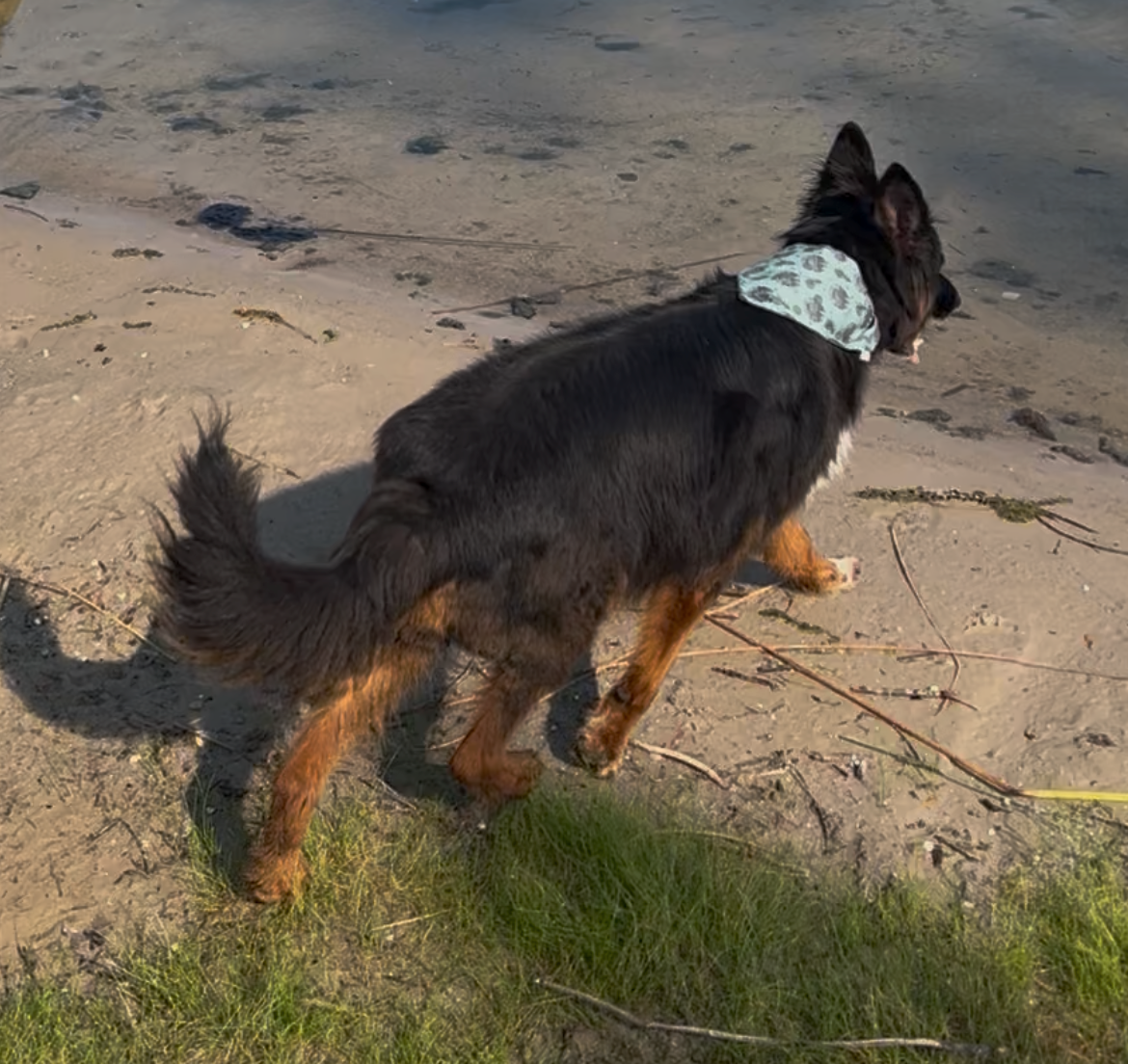 Pet Bandanas