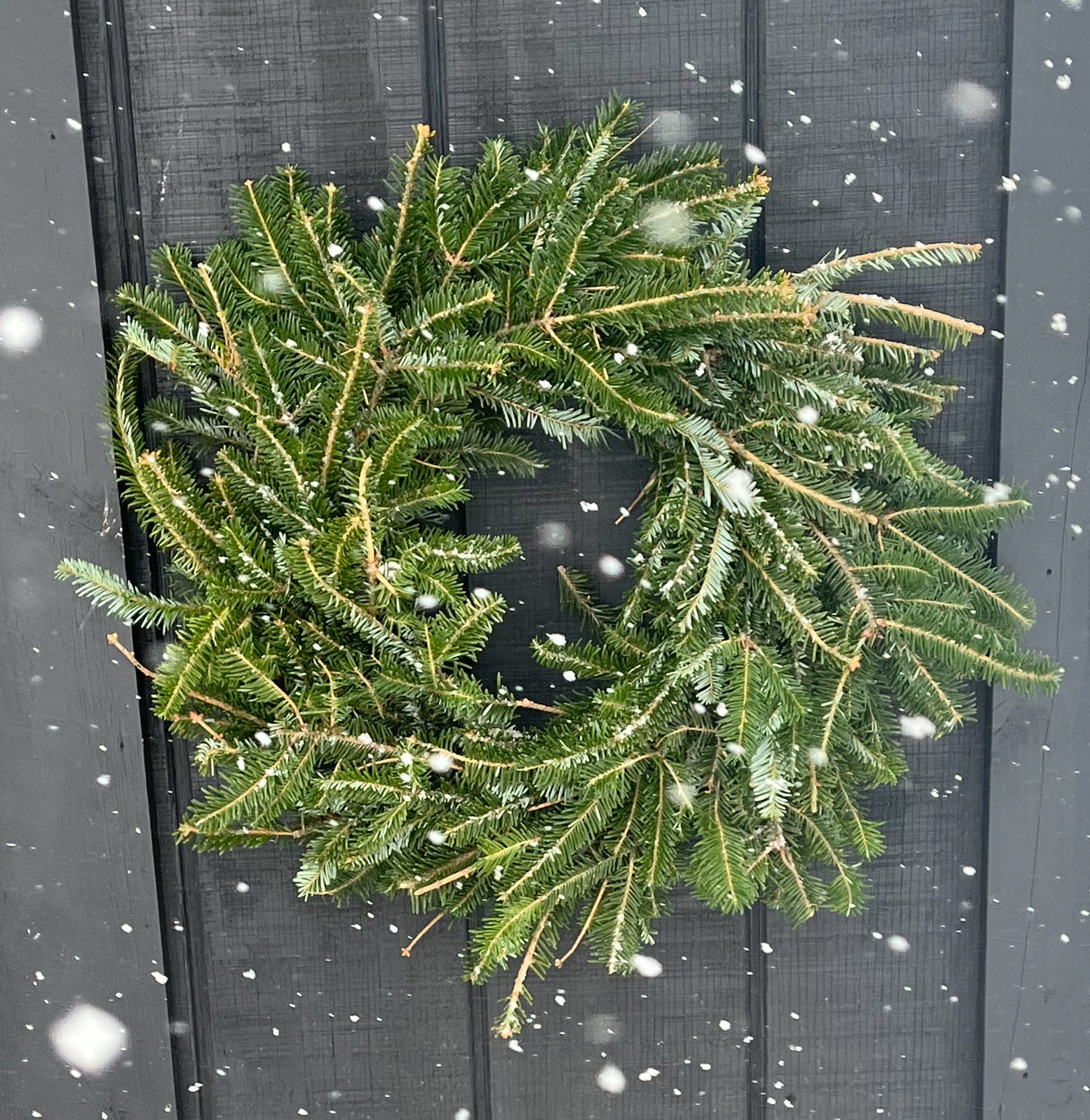 Fraser Fir Wreath (22”-24”)